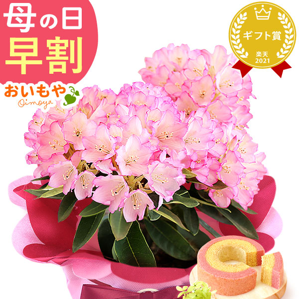 母の日 ギフト プレゼント お花 2026 生花 鉢植え 希少 鉢花 シャクナゲ 奥早出 バウムクーヘン おしゃれ かわいい 送料無料 スイーツ お菓子 和菓子