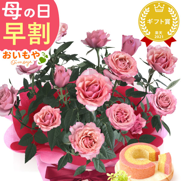母の日 ギフト プレゼント お花 2026 生花 鉢植え 希少 鉢花 薔薇【タマラコルダナ】 バウムクーヘン おしゃれ かわいい 送料無料 スイーツ お菓子 和菓子