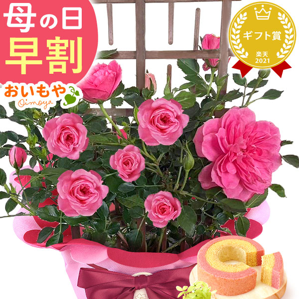 母の日 ギフト プレゼント お花 2026 生花 鉢植え 希少 鉢花 薔薇 スイートメモリー トレリス【スイートルビー】 バウムクーヘン 送料無料 スイーツ お菓子 和菓子