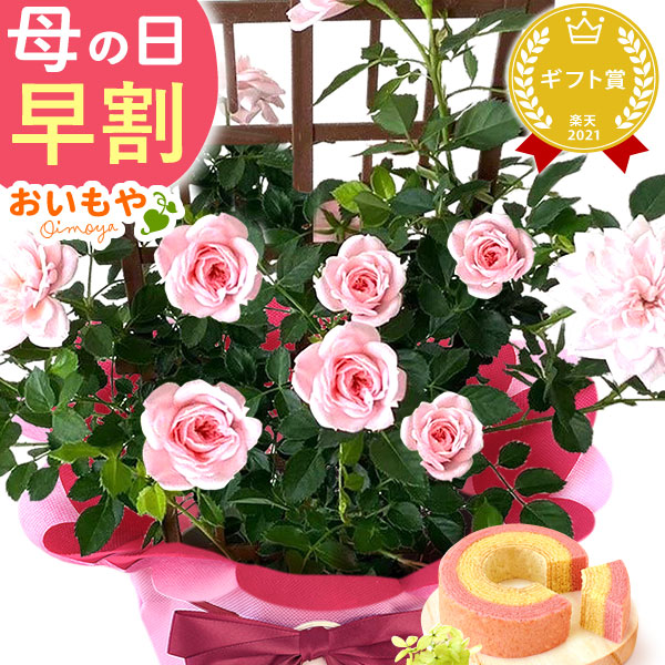 母の日 ギフト プレゼント お花 2026 生花 鉢植え 希少 鉢花 薔薇 スイートメモリー トレリス【スイートハートメモリー】 バウムクーヘン 送料無料 スイーツ お菓子 和菓子