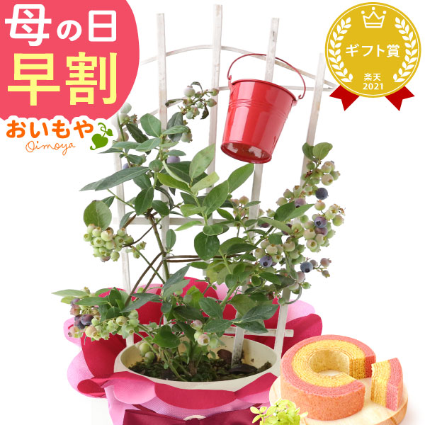 母の日 ギフト プレゼント お花 2026 生花 鉢植え 希少 鉢花 ブルーベリー バウムクーヘン おしゃれ かわいい 送料無料 スイーツ お菓子 和菓子