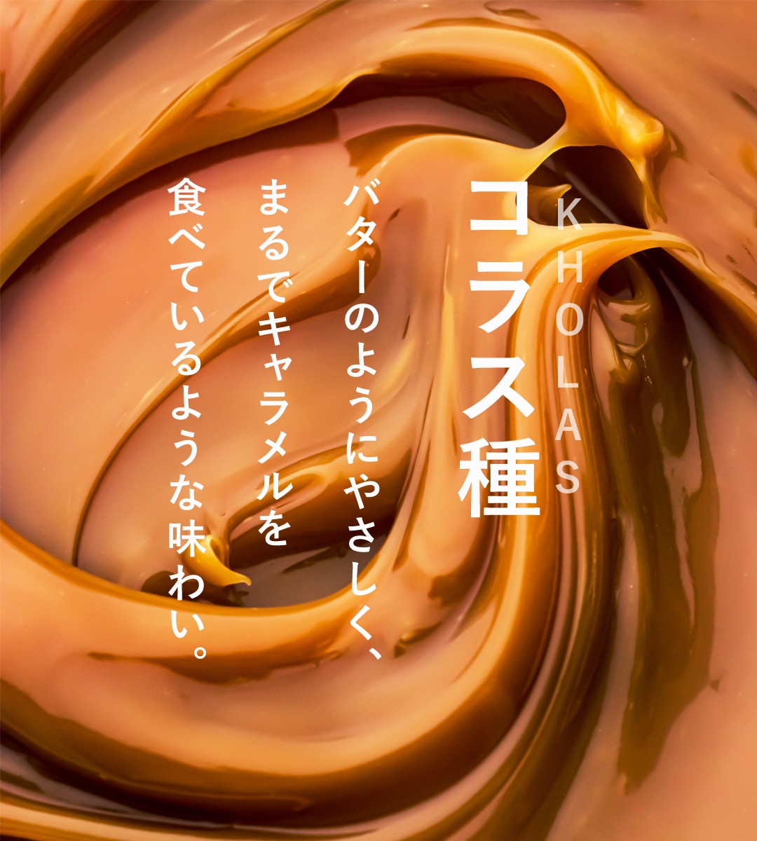 サンタローサ デーツ ドライフルーツ 500g なつめやし オーガニック 無添加 有機JAS 砂糖不使用 無漂白 ノンオイル コラス