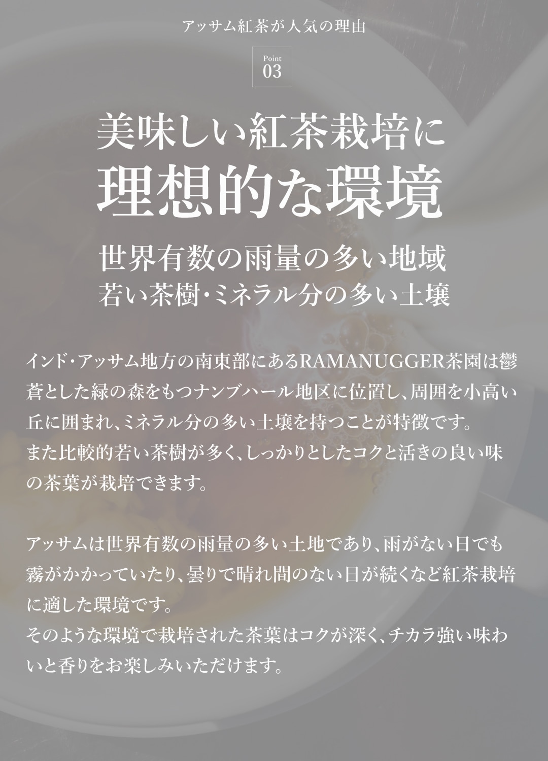 サンタローサ アッサム 紅茶 500g CTC アッサムティー オーガニック 有機JAS