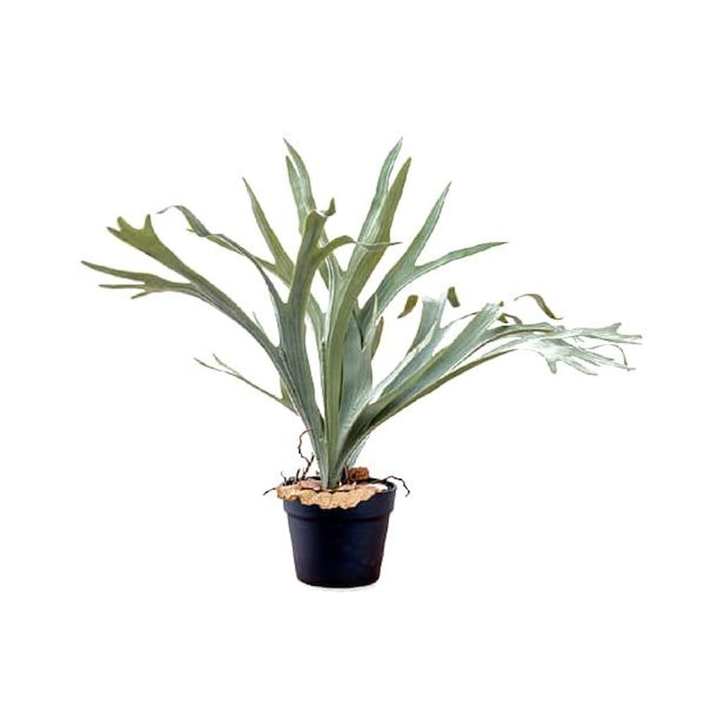 80977 コウモリラン 【直送品】 返品・キャンセル・他商品と同時購入は不可