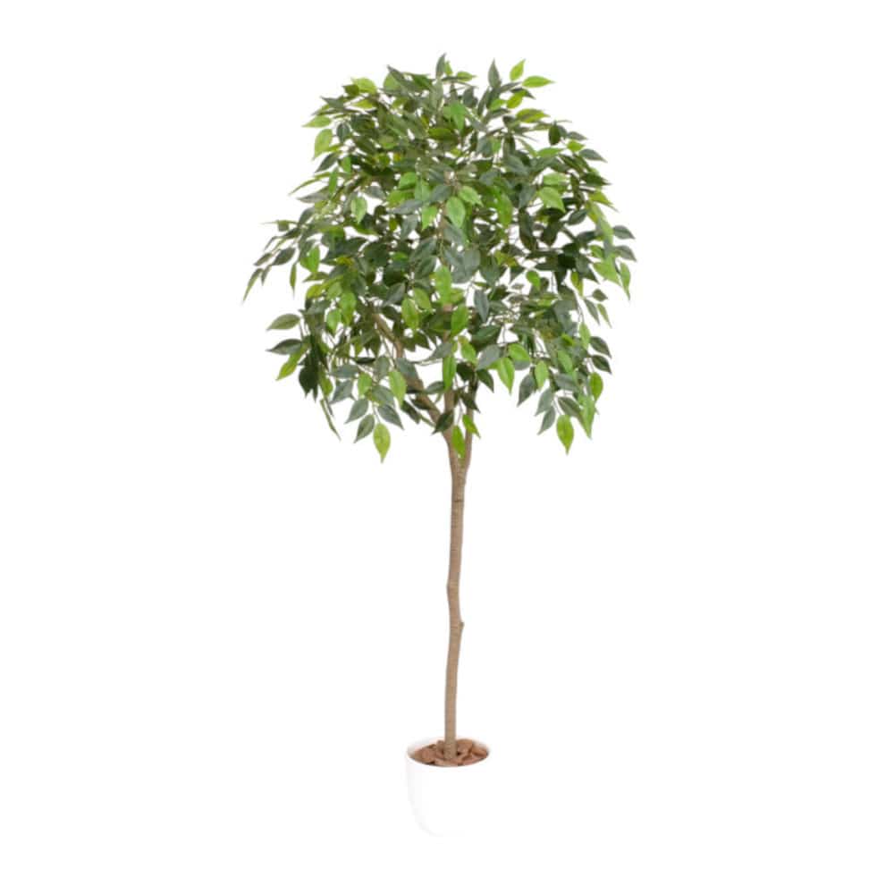 光触媒 インテリアグリーン ベンジャミン[04572] メーカー直送 ▼返品・キャンセル不可【他商品との同時購入不可】