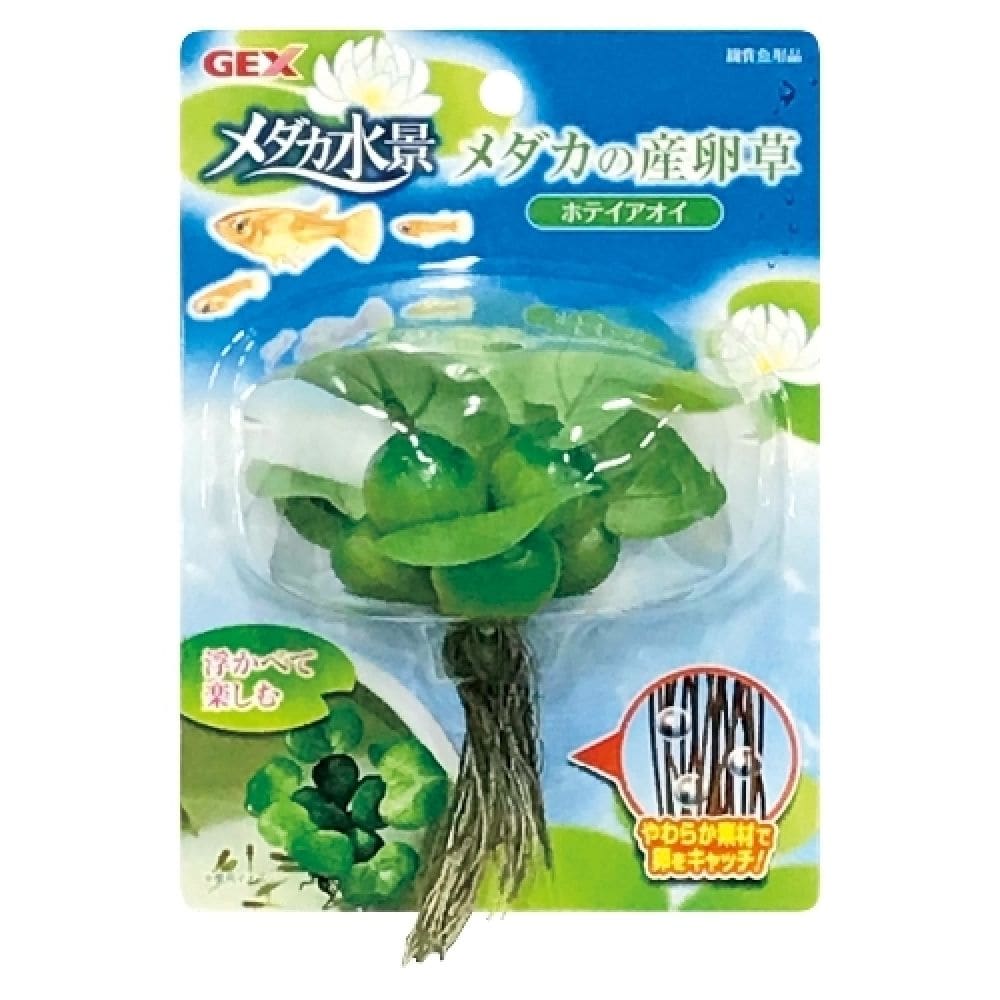 ジェックス メダカの産卵草 ホテイアオイ