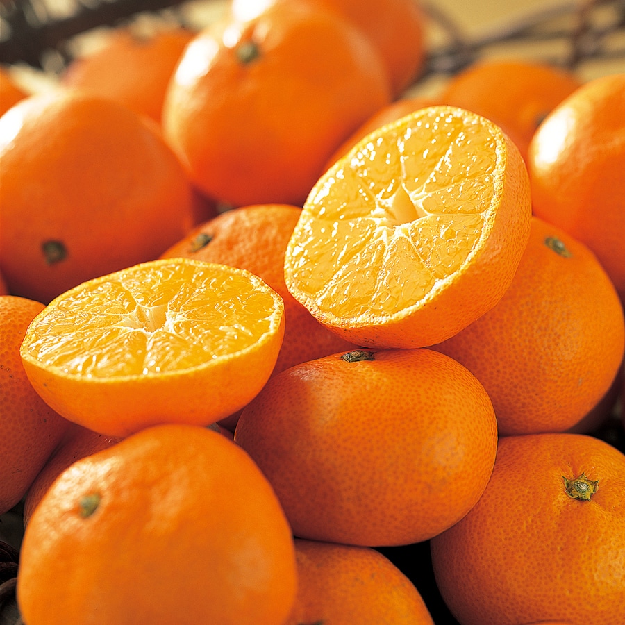 【フルーツチョイス】 カードカタログギフト F16-C