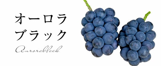 オーロラブラック