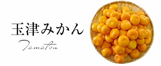 玉津みかん