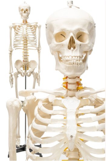 【国際規格認証品】等身大 人体模型 約170cm  骨格標本 骸骨模型 人骨模型 事務用品 オフィス用品 送料無料 ※北海道、沖縄県、離島を除く 【ロジ発送】 トラベルソムリエ