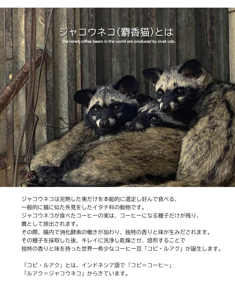 ジャコウネココーヒー シベットコーヒー ブレンドコーヒー アラビカ ロブスタ コーヒー 粉 珈琲 希少 ベトナム産 深煎り 中煎り 浅煎り レギュラーコーヒー 焙煎 【coffee-6】