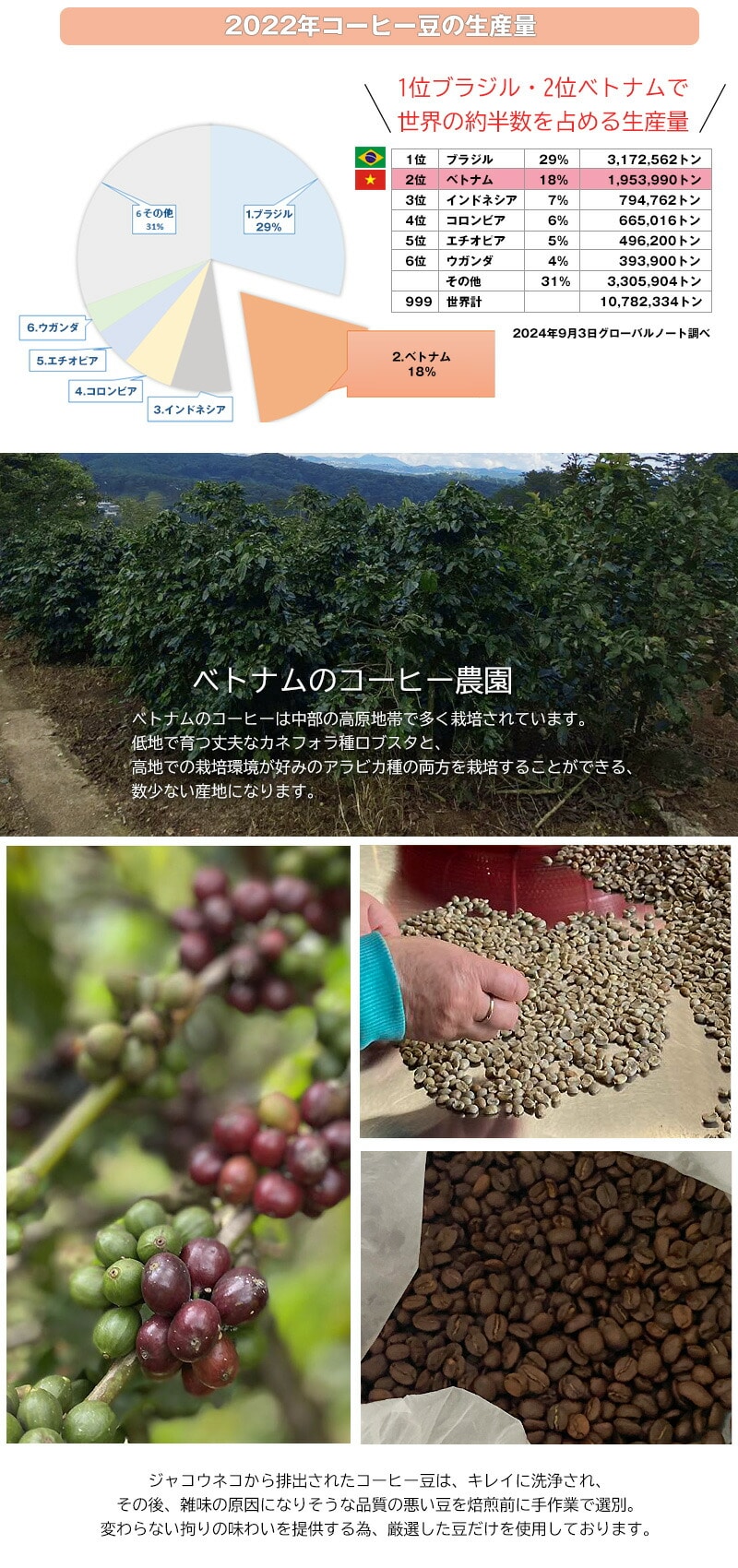 ジャコウネココーヒー シベットコーヒー ブレンドコーヒー アラビカ ロブスタ コーヒー 粉 珈琲 希少 ベトナム産 深煎り 中煎り 浅煎り レギュラーコーヒー 焙煎 【coffee-6】