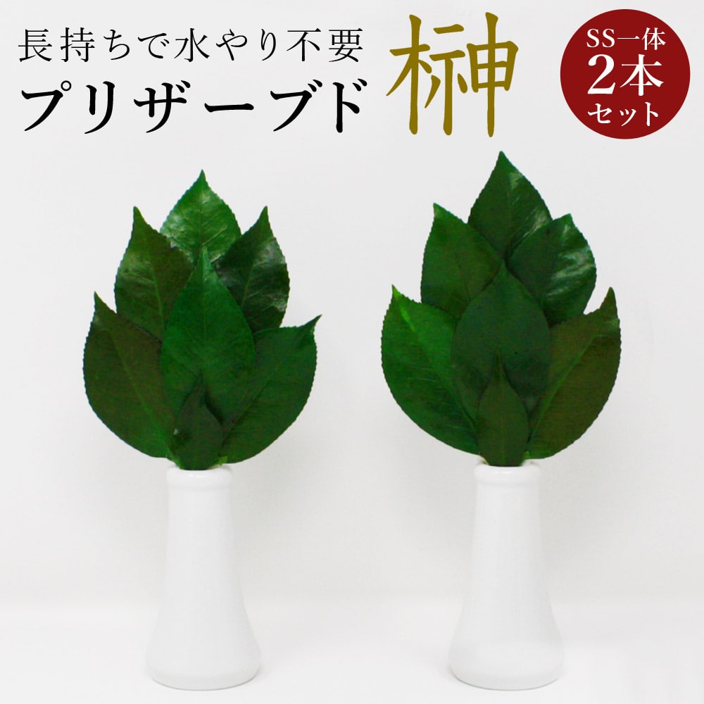 【メール便】 プリザーブド 榊 プレミアム SSサイズ(一対) 椿葉を実用新案取得製法加工 長持ちし水やり不要 【代引/同梱不可】