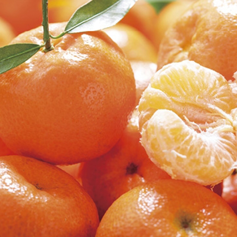 ダイワ果園 愛媛県産 みなのみかん ／みかん フルーツ・果物 食品 お歳暮 お年賀 御歳暮 御年賀 ギフト 送料無料 クリスマス プレゼント ギフト