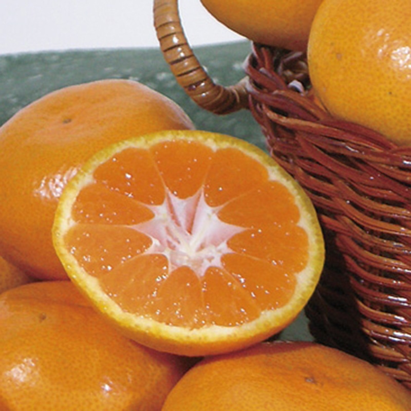 ダイワ果園 和歌山県産 田村樽みかん ／みかん フルーツ・果物 食品 お歳暮 お年賀 御歳暮 御年賀 ギフト 送料無料 クリスマス プレゼント ギフト