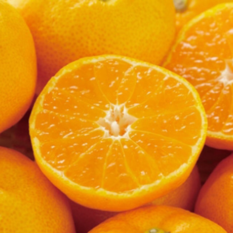 静岡県産 三ケ日みかん ／みかん フルーツ・果物 食品 お歳暮 お年賀 御歳暮 御年賀 ギフト 送料無料 クリスマス プレゼント ギフト