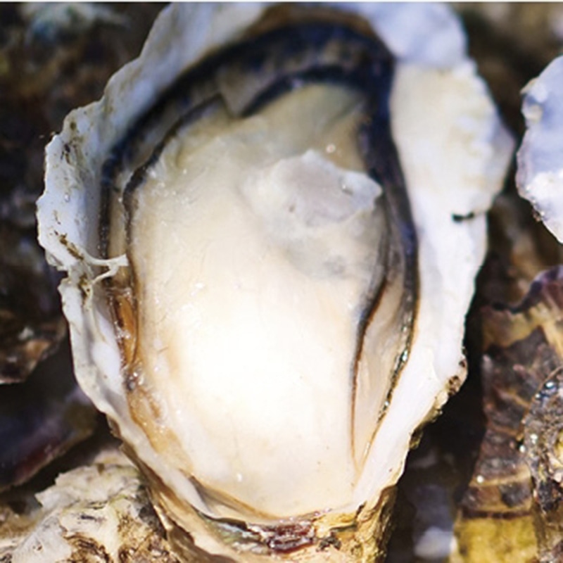 広島県漁業協同組合連合会 広島牡蠣のカンカン焼き ／魚介類・水産加工品 食品 お歳暮 お年賀 御歳暮 御年賀 ギフト 送料無料 クリスマス プレゼント ギフト