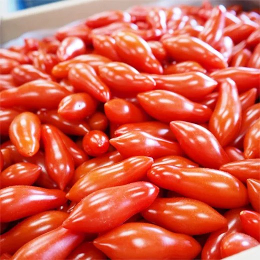 【高知名物】乙女の涙 約1kg(100-120粒)