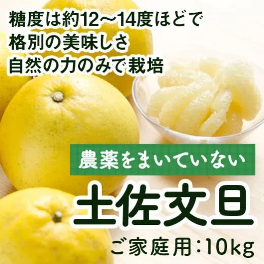 【予約受付中！】農薬をまいていない土佐文旦約10kg　農薬不使用・自然栽培のため「枝スレ」「日焼け」「シミ」などあります。（2026年2月頃から出荷）