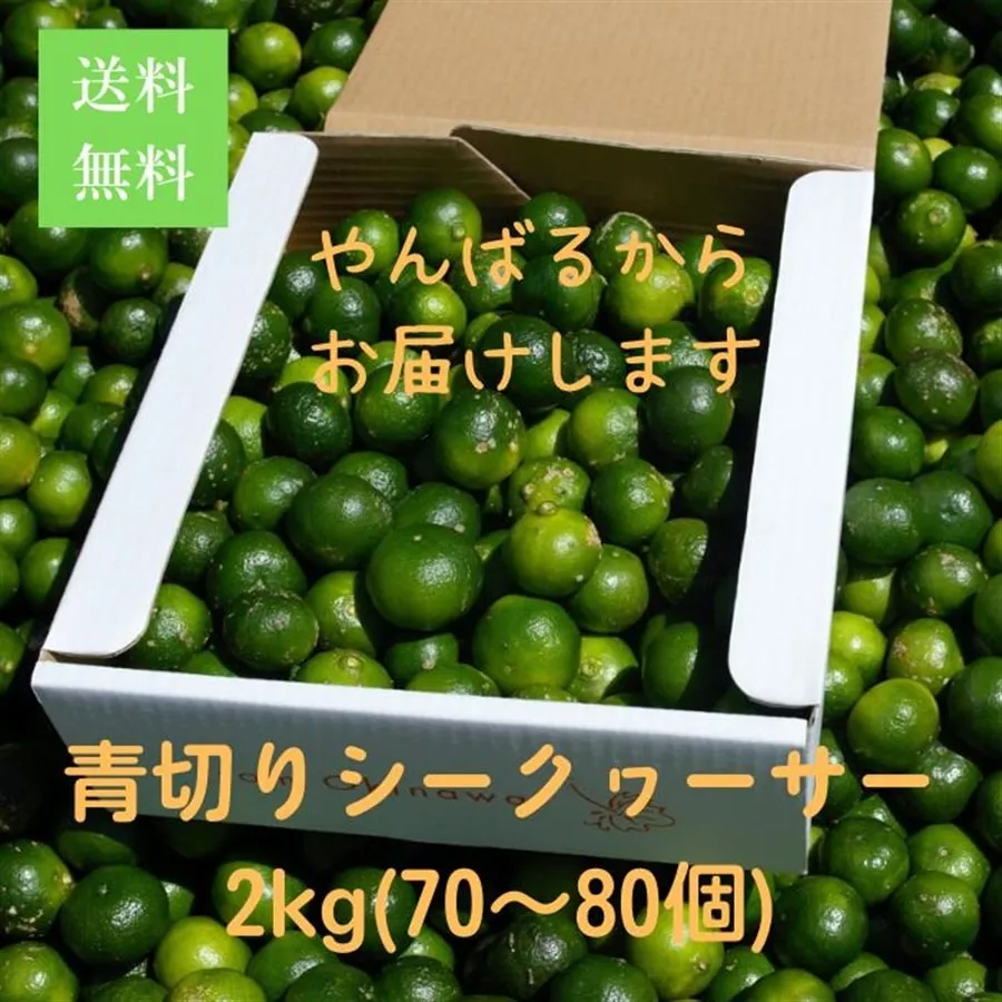 （予約販売）もぎたて青切りシークヮーサー２ｋｇ（７０～８０個）　訳あり）9月中旬頃より発送（送料無料）