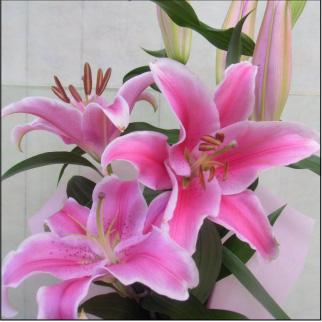 おもてなしギフト お祝いのユリ 「山崎スマイルリリー」（Ａ） ユリ農家の山崎農園が厳選したユリをお届け 受け取った方の笑顔を引き出すユリです