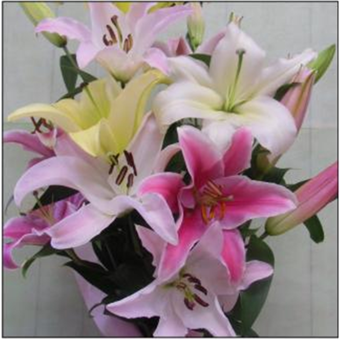 おもてなしギフト お祝いのユリ 「山崎スマイルリリー」（C） ユリ農家の山崎農園が厳選したユリをお届け 受け取った方の笑顔を引き出すユリです